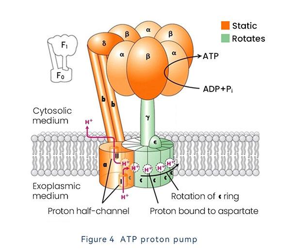 ATP proton pump