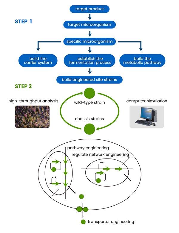 methods of modifying strains using systems biology