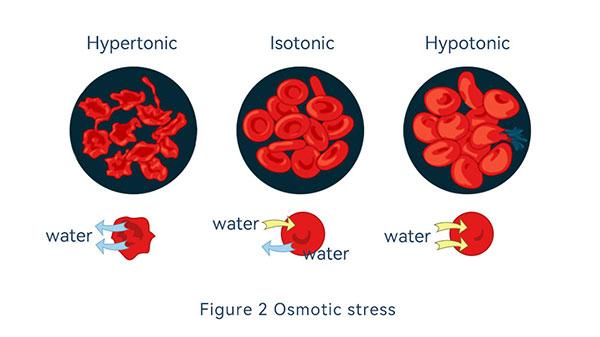 Osmotic stress