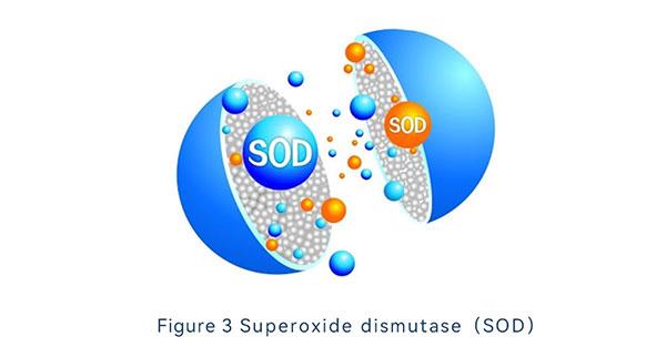 Superoxide dismutase（SOD）