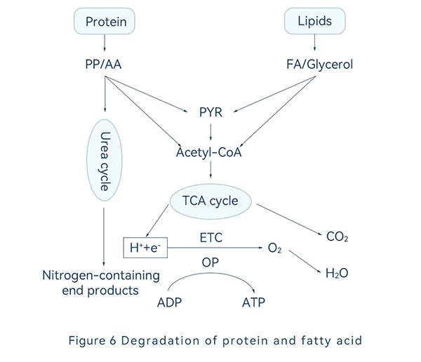 Degradation of protein and fatty acid 