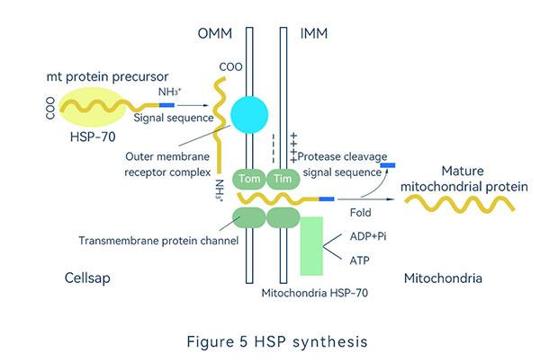 HSP synthesis