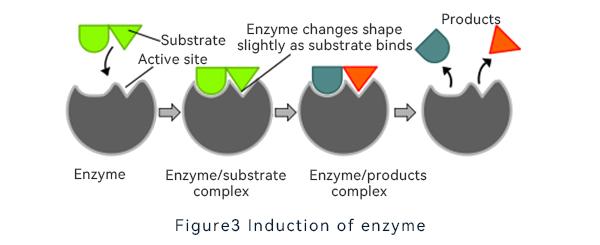 Induction of enzymes
