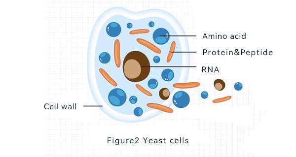 Yeast cells