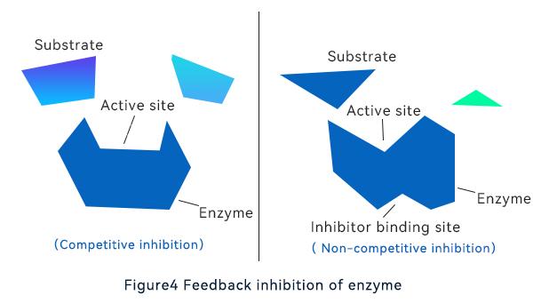Feedback inhibition of enzymes
