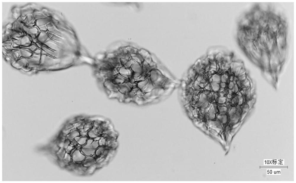 Gelatin microcarrier