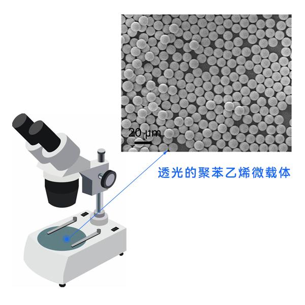 Polystyrene microcarriers