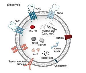 About Exosomes About Exosomes