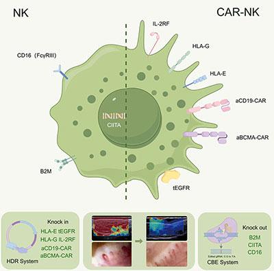CAR-NK CAR-NK