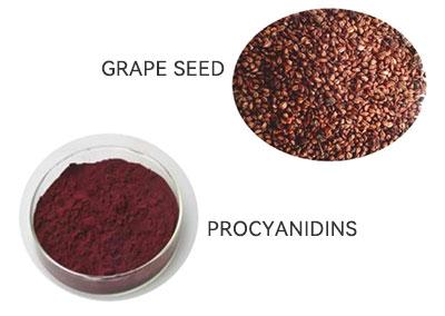Procyanidins Procyanidins