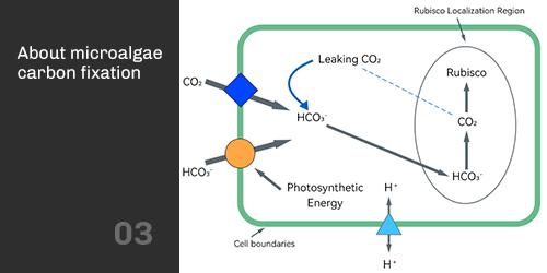 Microalgae Carbon Fixation Microalgae Carbon Fixation