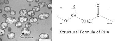 Structural Formula of PHA Structural Formula of PHA